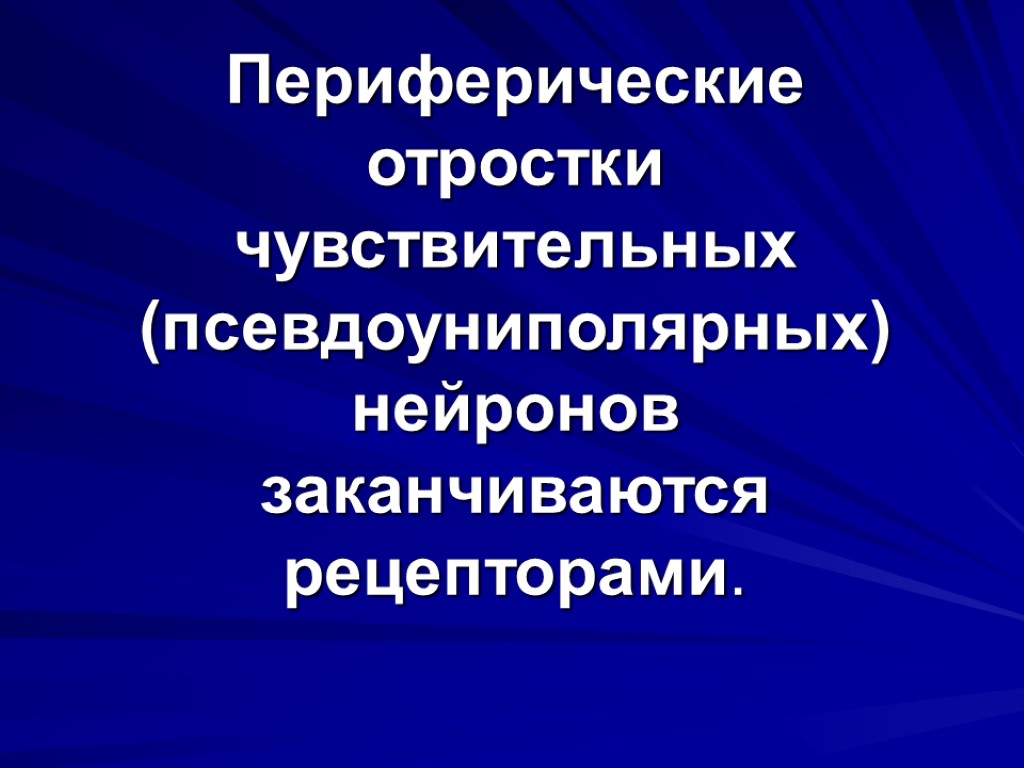 Периферические отростки чувствительных (псевдоуниполярных) нейронов заканчиваются рецепторами.